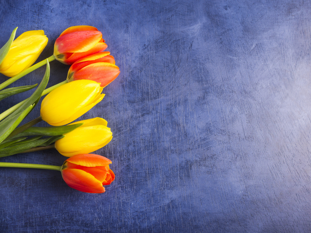 Яркие тюльпаны на синем фоне