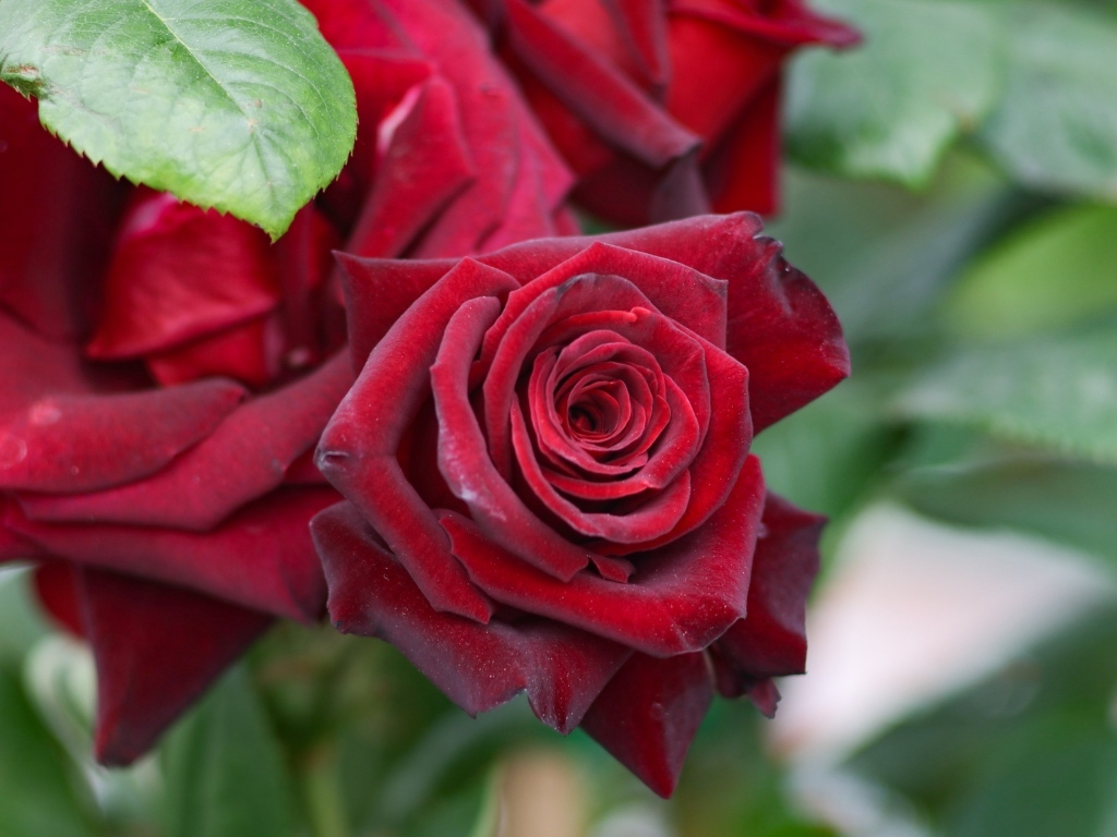 Бордовые чайные розы на клумбе крупным планом