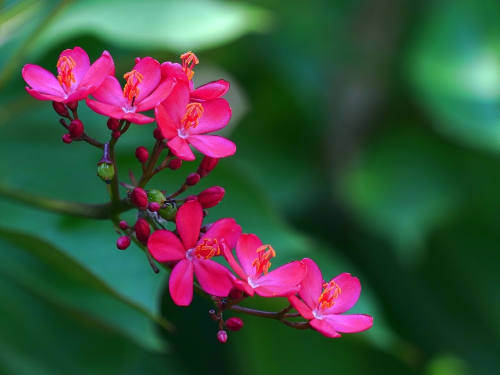 Милые розовые цветы перегринас крупным планом