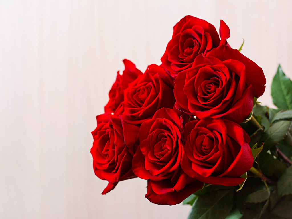 Нежные красивые красные розы на сером фоне