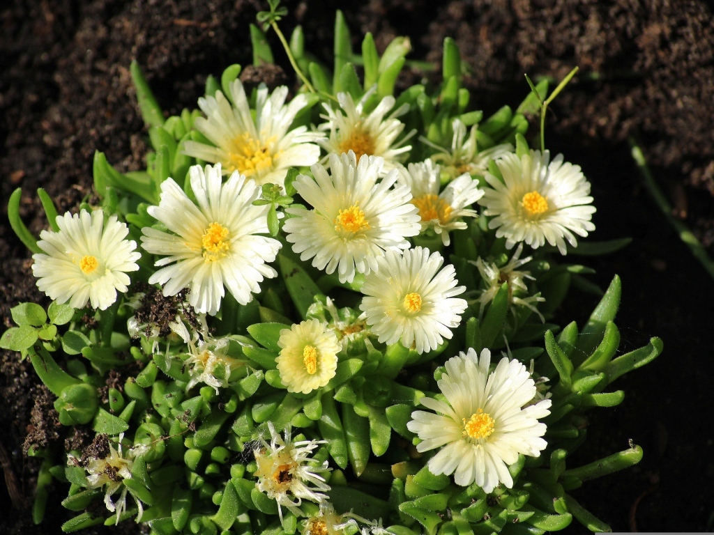 Нежные садовые цветы очиток на клумбе