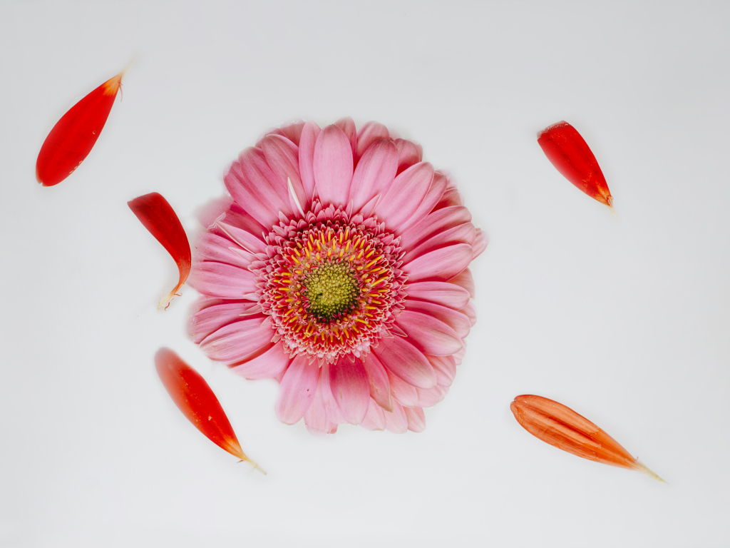 Нежная розовая гербера с лепестками на сером фоне