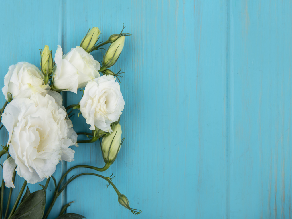 Нежная белая эустома на голубом фоне