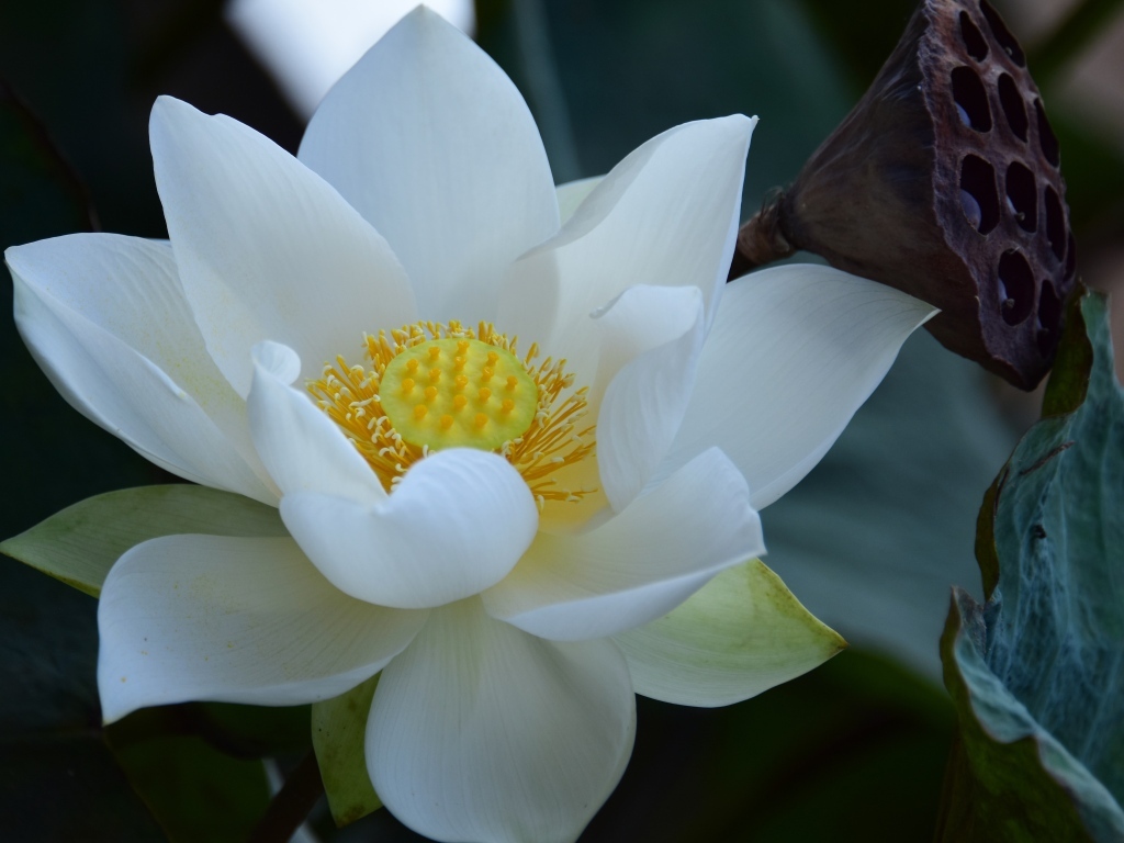 Нежный белый цветок лотоса крупным планом