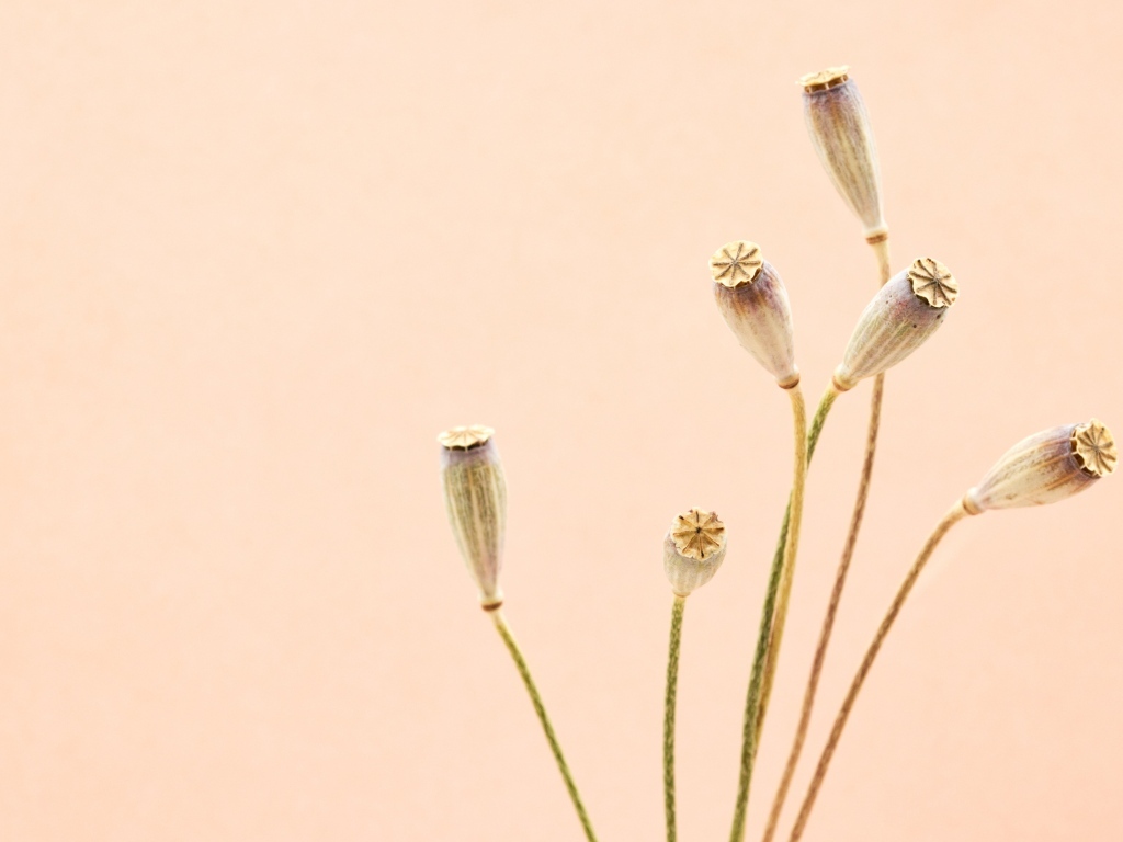 Высушенные отцветшие цветы на бежевом фоне