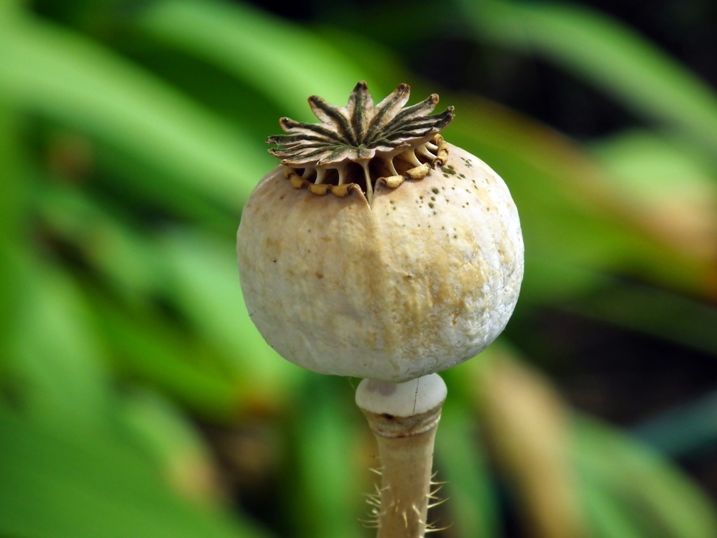 Отцветший мак крупным планом 