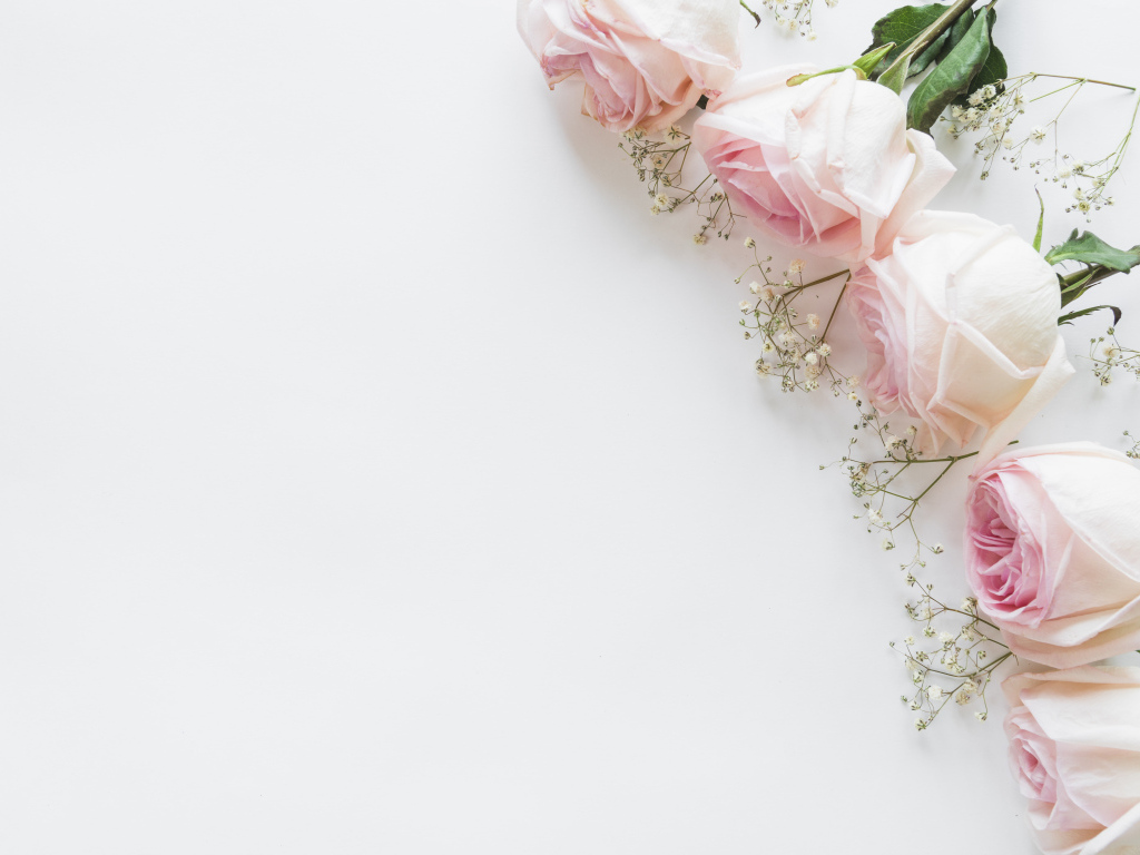 Пять розовых роз с гипсофилой на белом фоне