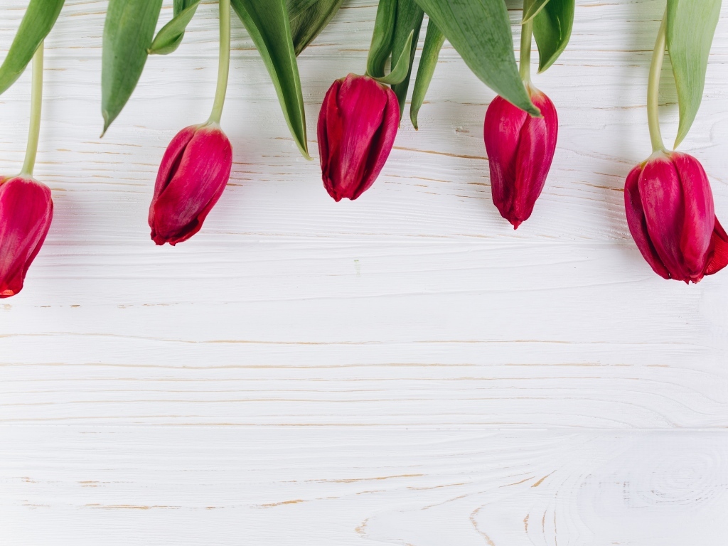 Пять красных тюльпанов на белом фоне