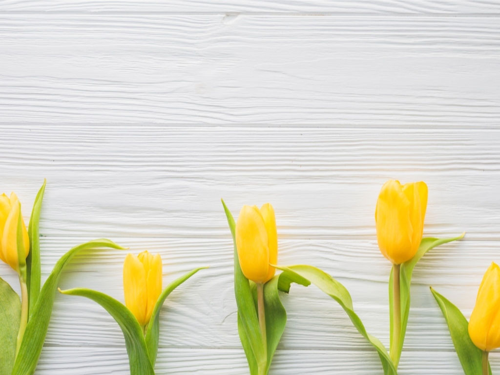 Пять желтых тюльпанов на белом фоне весной