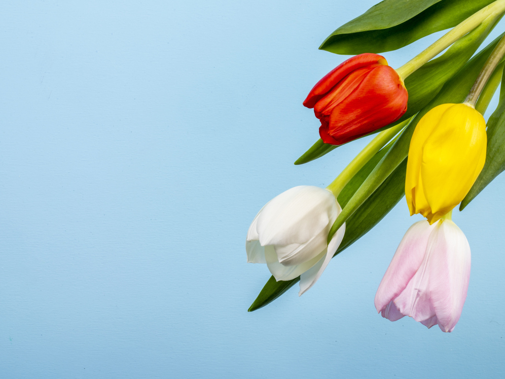 Четыре тюльпана на голубом фоне
