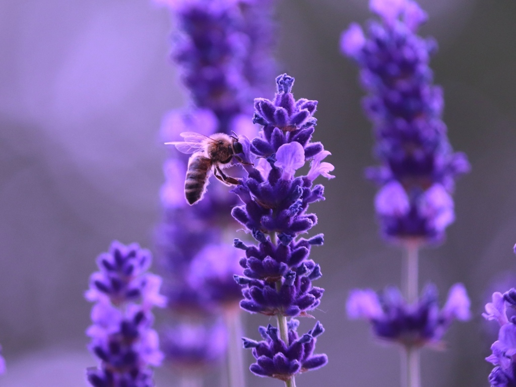 Ароматные фиолетовые цветы полевой лаванды