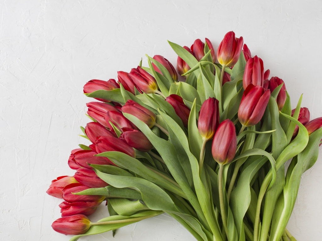 Большой букет свежих красных тюльпанов на сером фоне