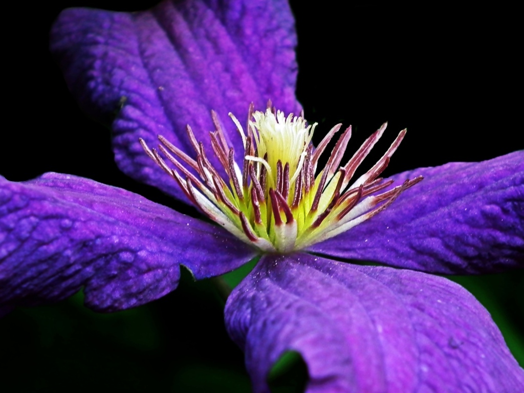 Крупный цветок клематиса на черном фоне