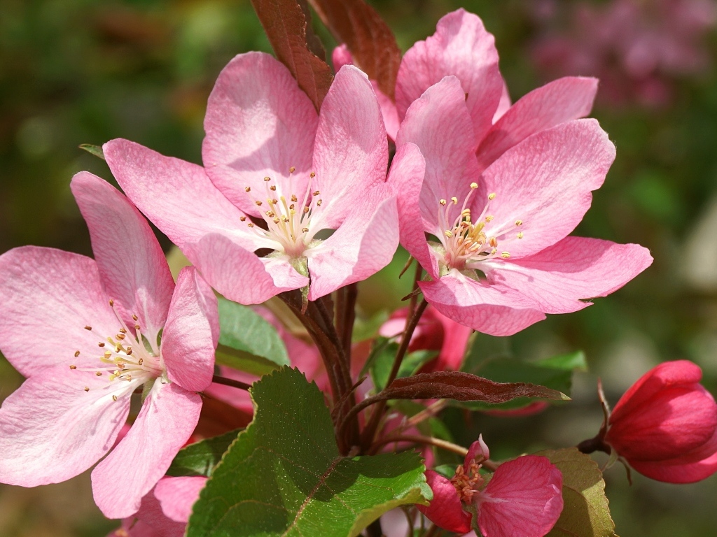 Крупные розовые цветы на ветке