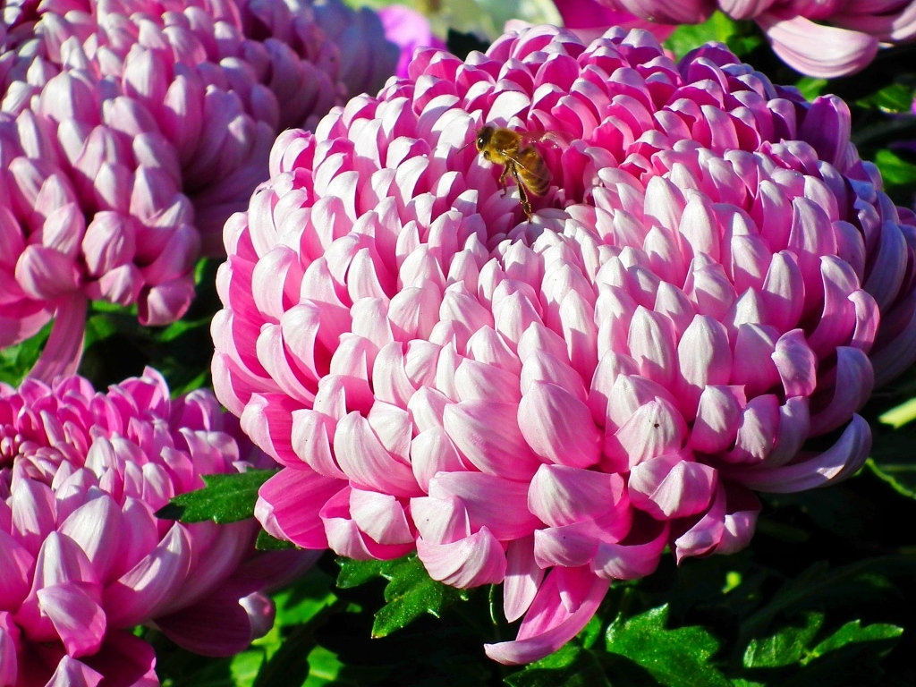 Пышные крупные розовые цветы хризантемы