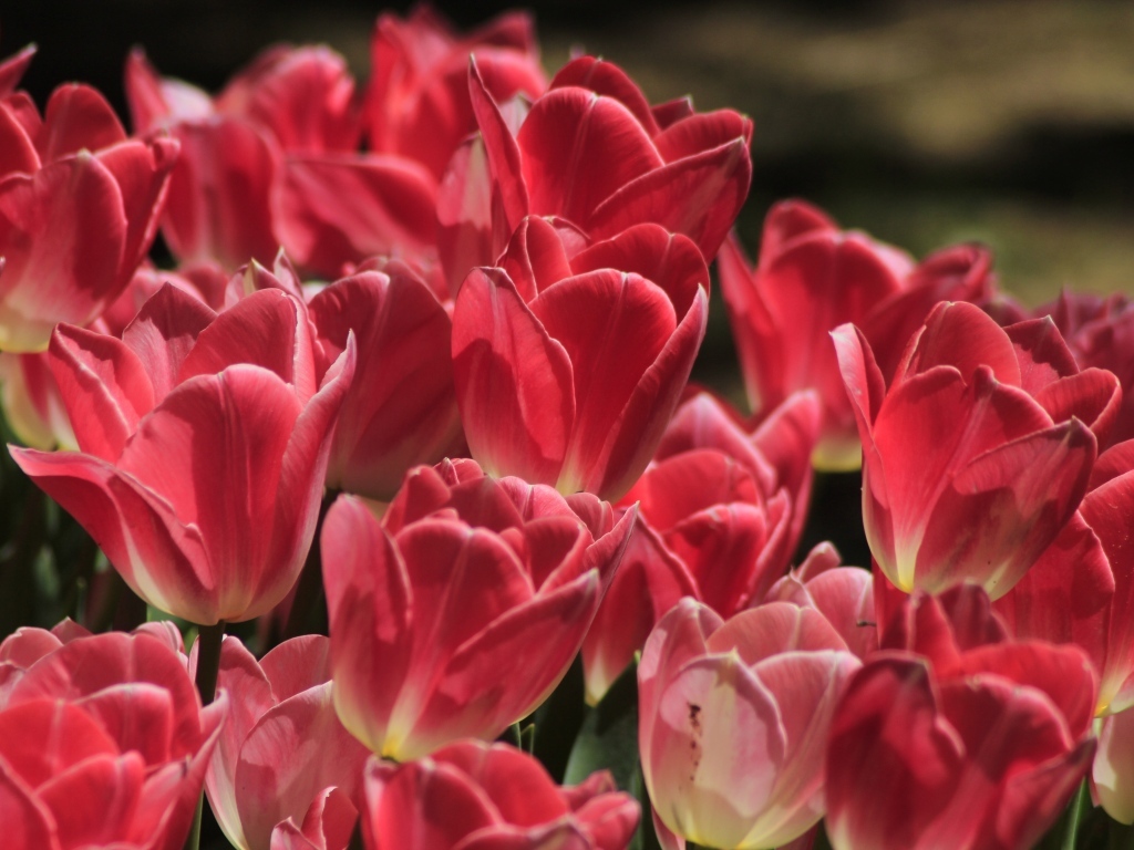 Много ярких розовых тюльпанов крупным планом