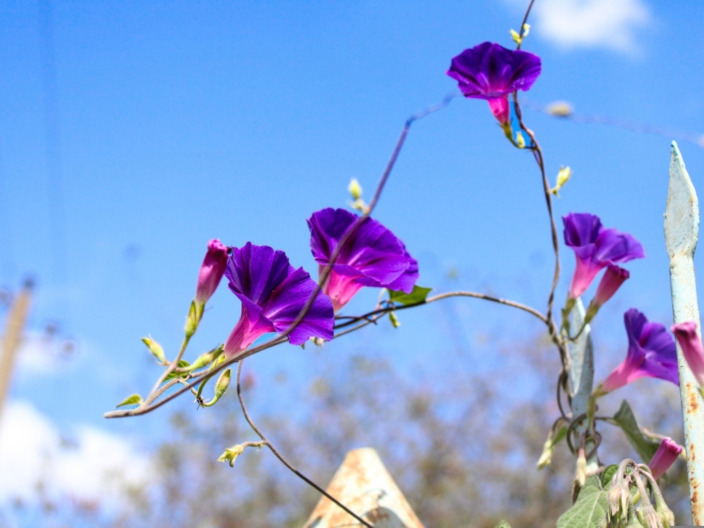 Цветы ипомея на фоне голубого неба