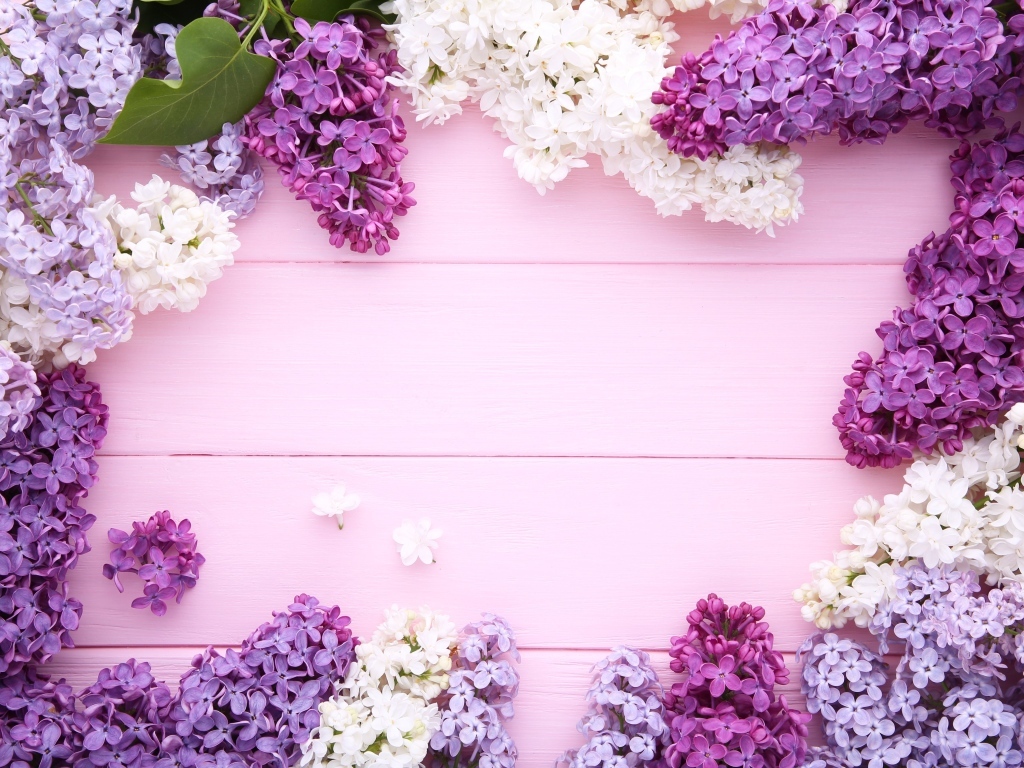 Разноцветные цветы сирени на розовом фоне