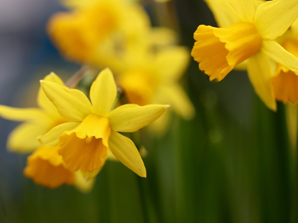 Оранжевые нарциссы на клумбе крупным планом