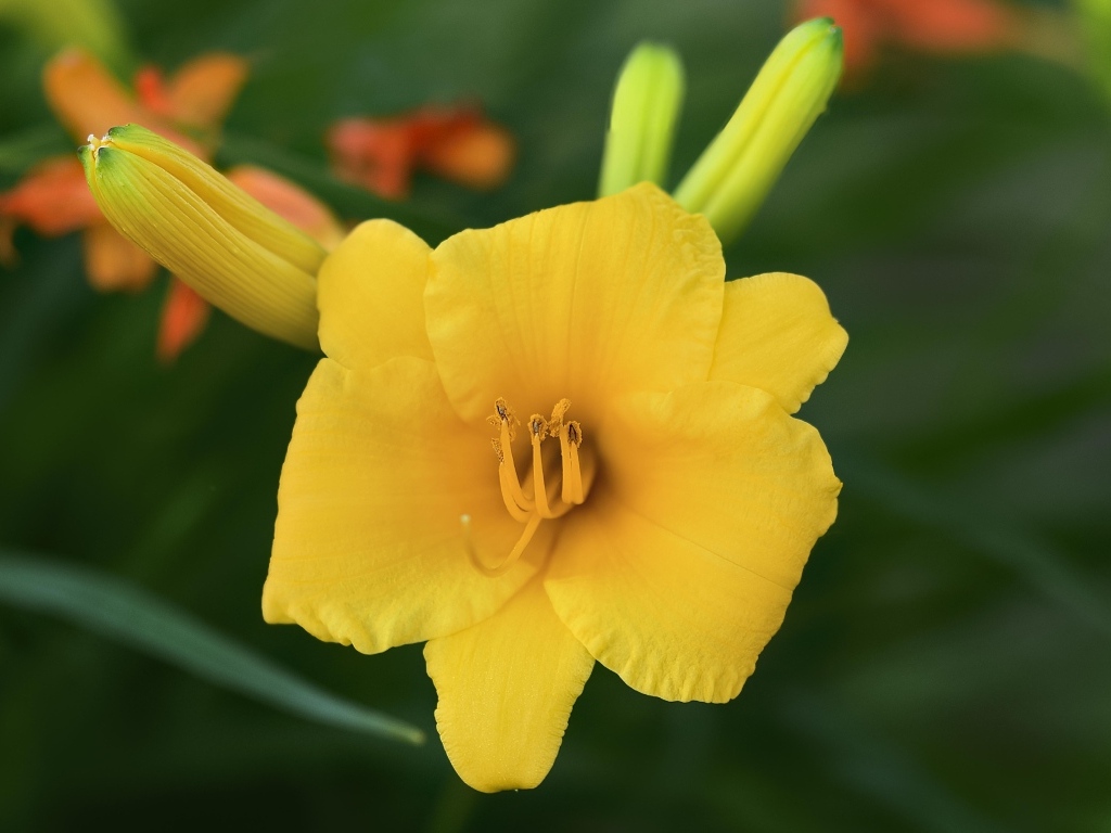 Оранжевый лилейник с бутонами крупным планом