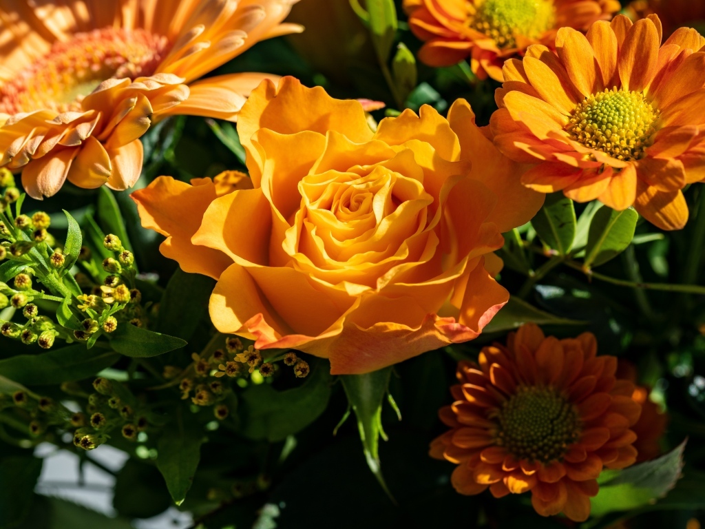 Оранжевые розы и хризантемы крупным планом