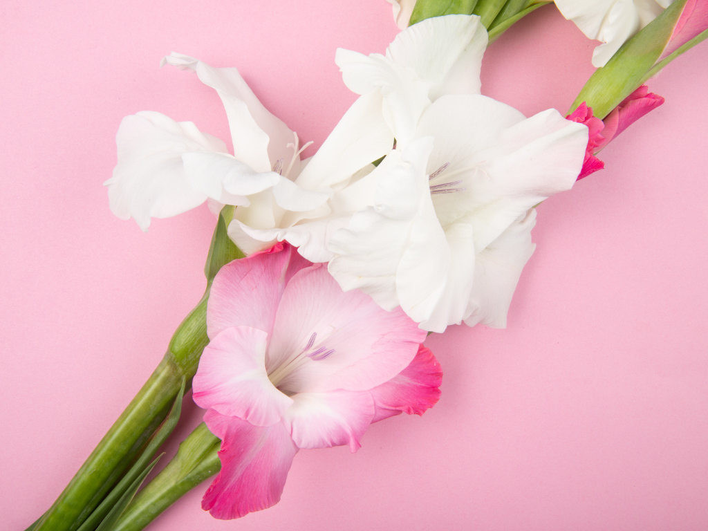 Розовые и белые цветы гладиолуса на розовом фоне
