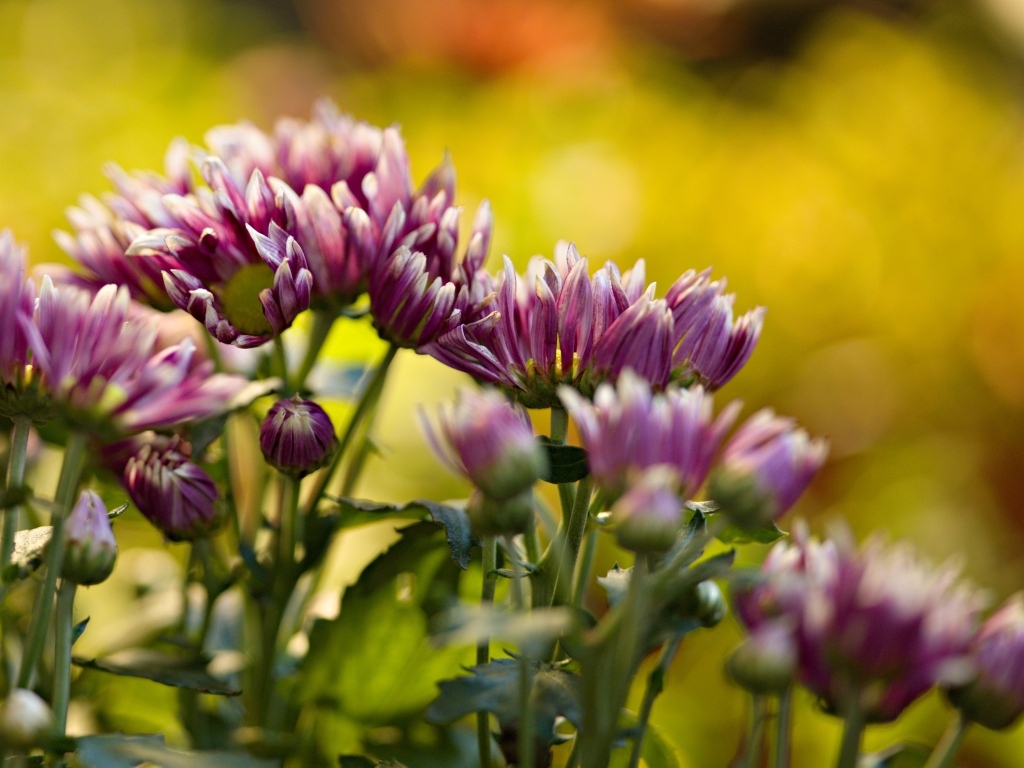 Розовые распускающиеся хризантемы на клумбе