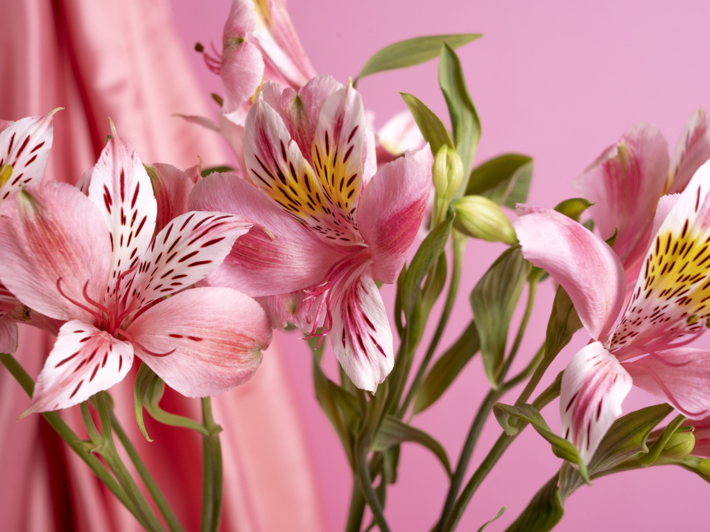 Розовые нежные цветы альстромерия крупным планом