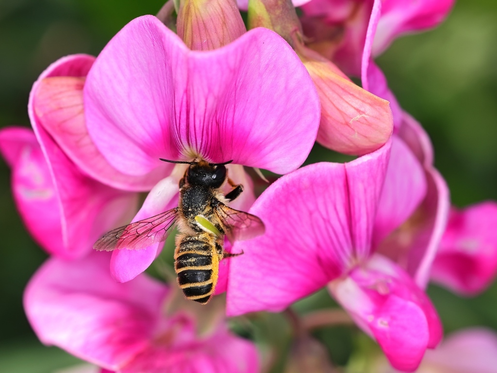 Розовые цветы с пчелой крупным планом