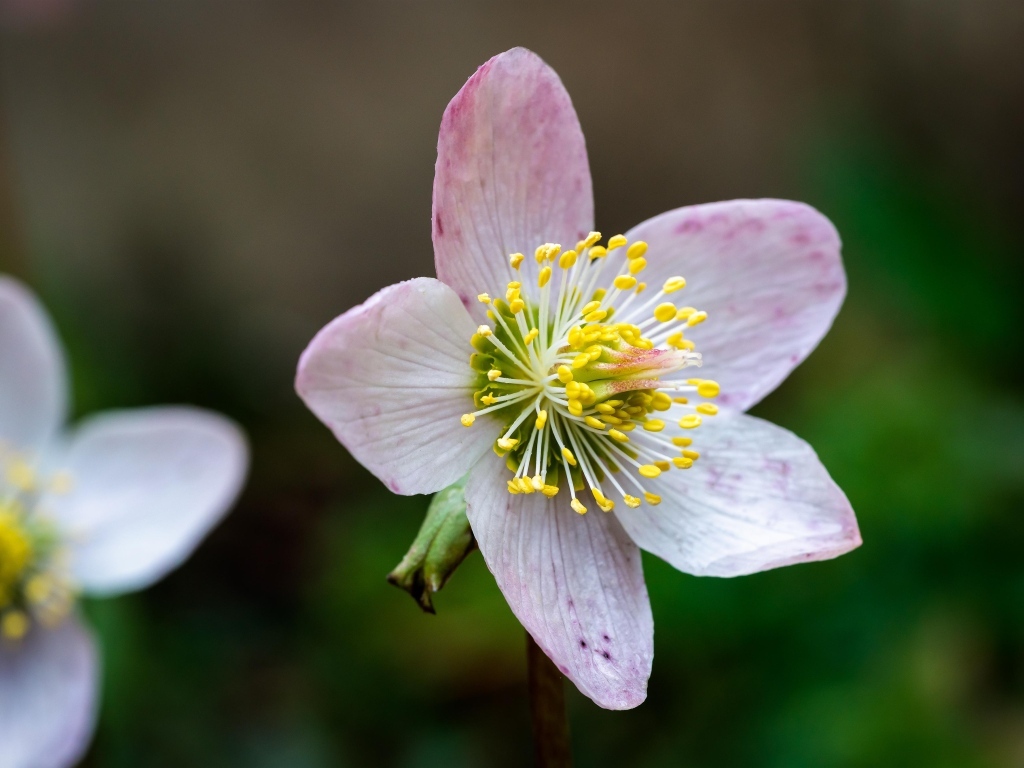 Розовый цветок морозник крупным планом