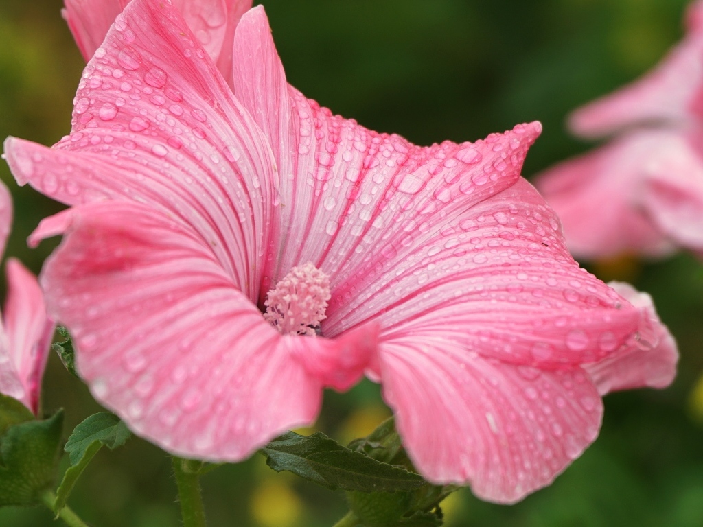 Розовый цветок лаватера