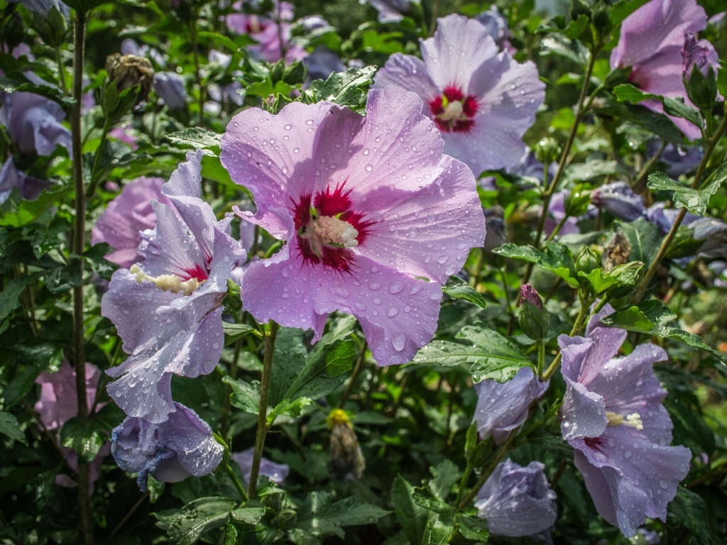 Розовые цветы лаватера в каплях воды