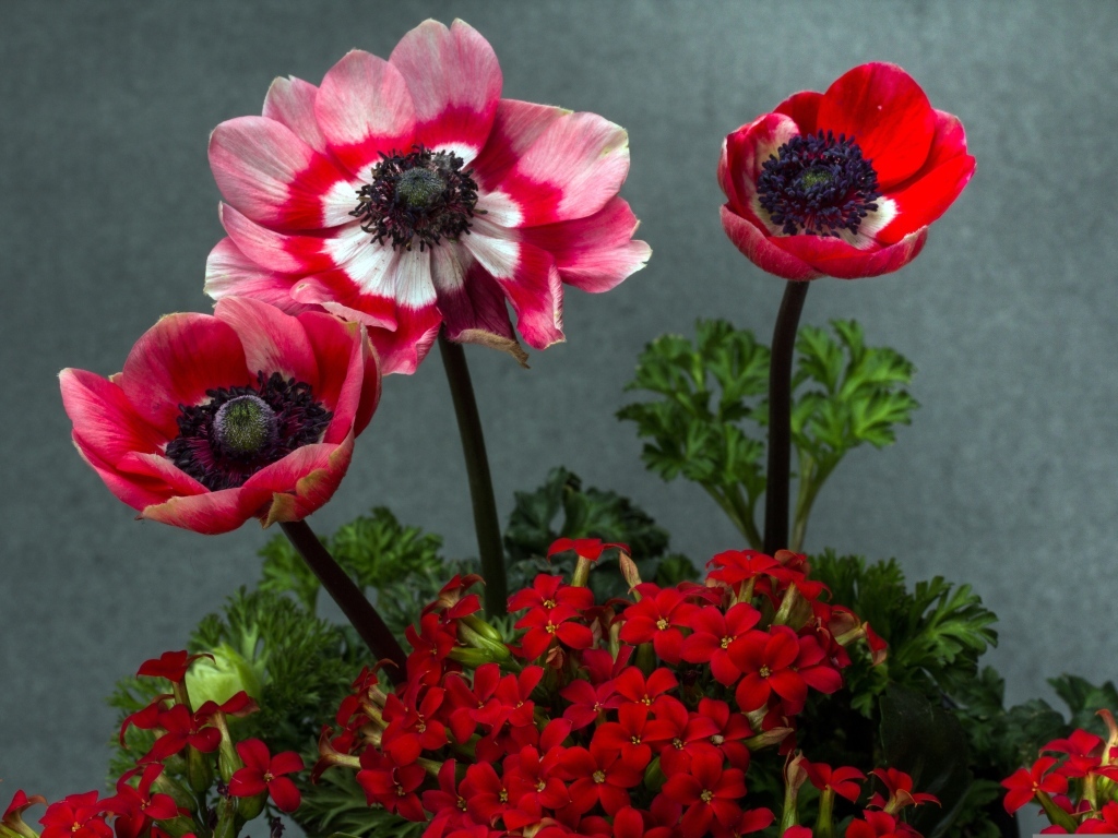 Розовые маки с цветами герани