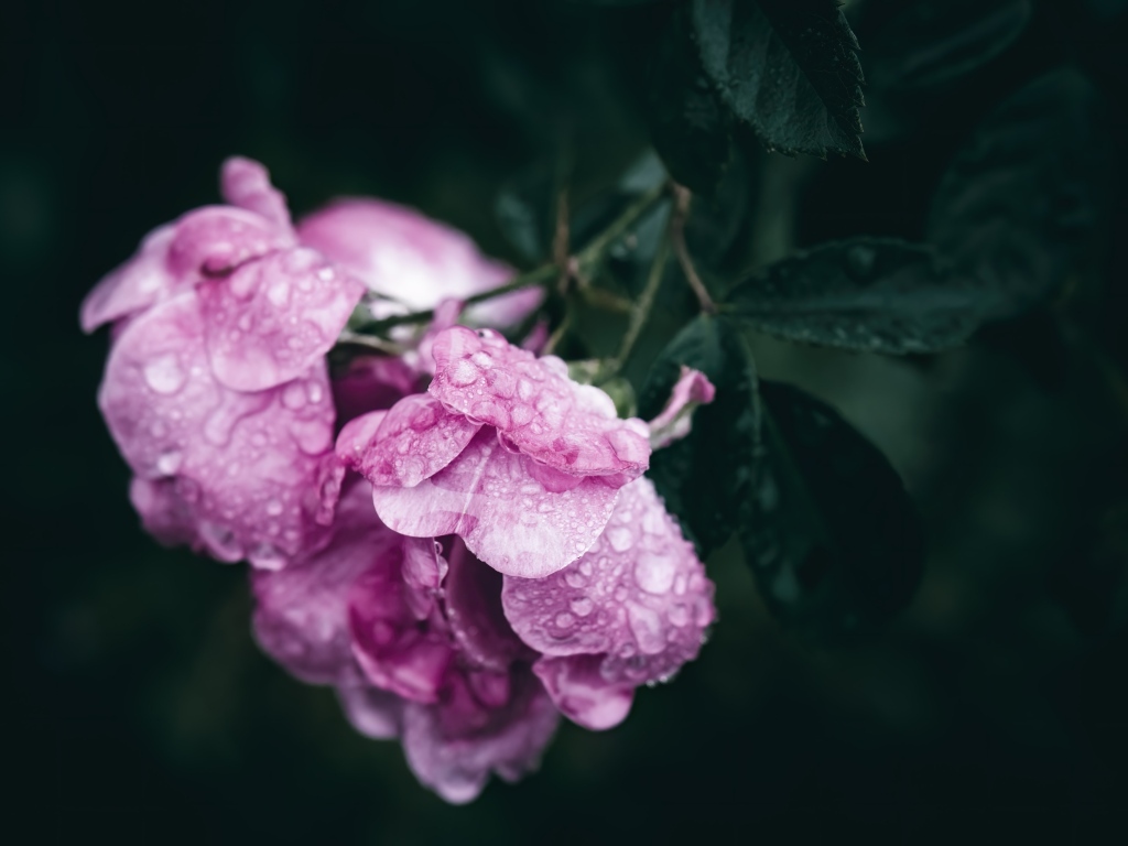 Розовая роза в каплях росы крупным планом