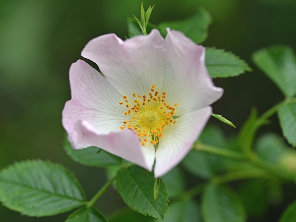 Розовый цветок шиповника с зелеными листьями крупным планом