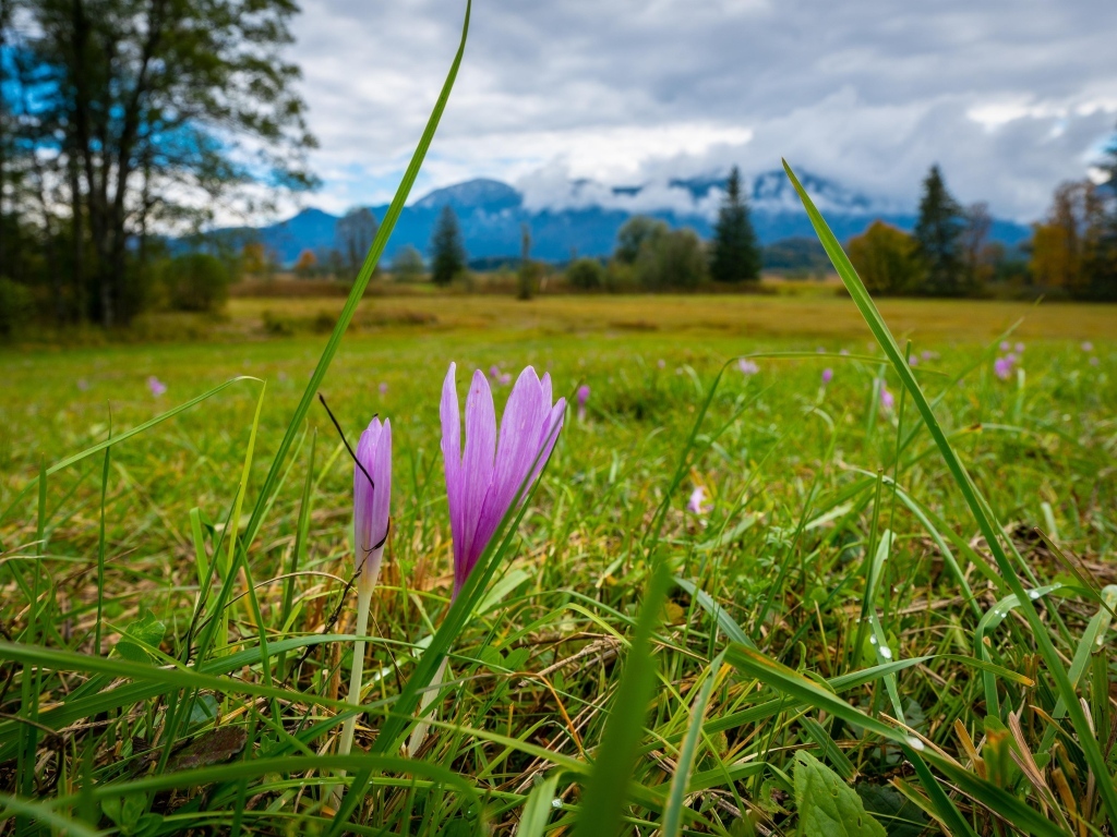 Розовые цветы шафрана на поле весной