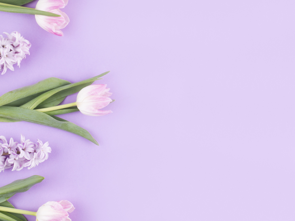 Розовые тюльпаны с гиацинтами на сиреневом фоне