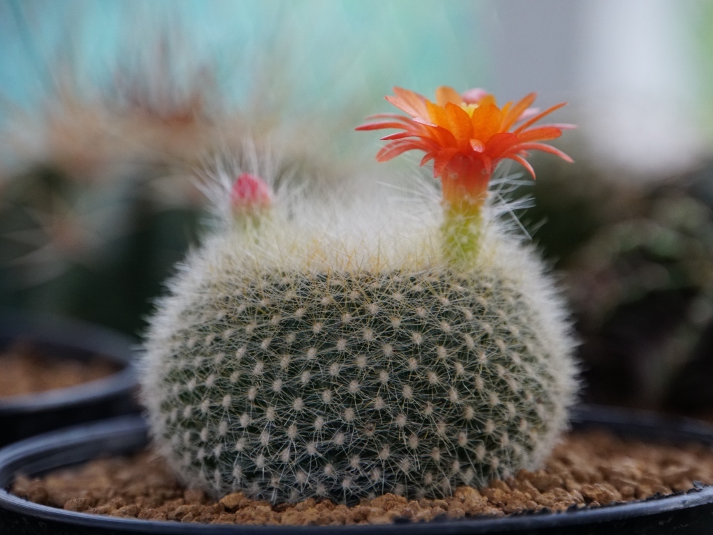 Колючий кактус в горшке с цветами