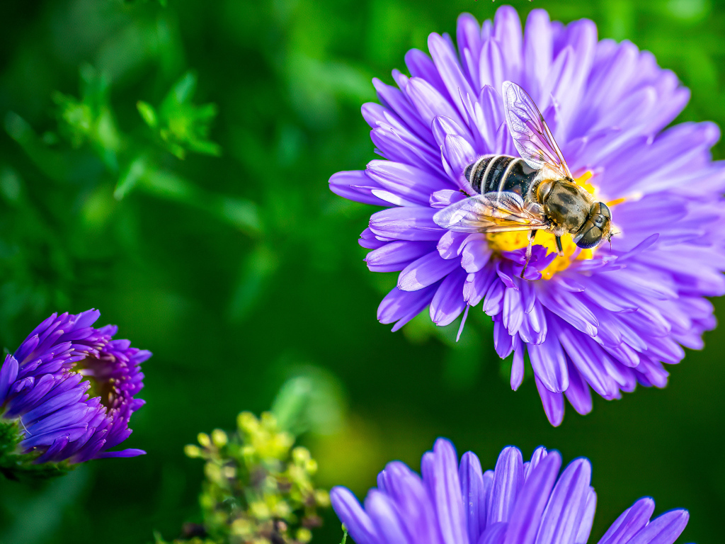 Фиолетовые садовые астры с пчелой