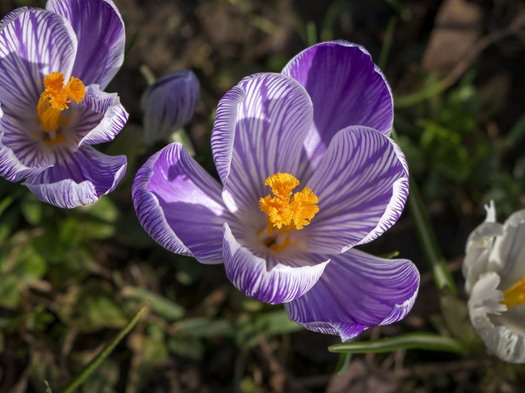 Фиолетовые и белые крокусы в лучах солнца