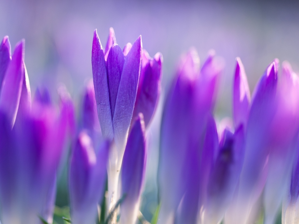 Фиолетовые весенние крокусы на клумбе