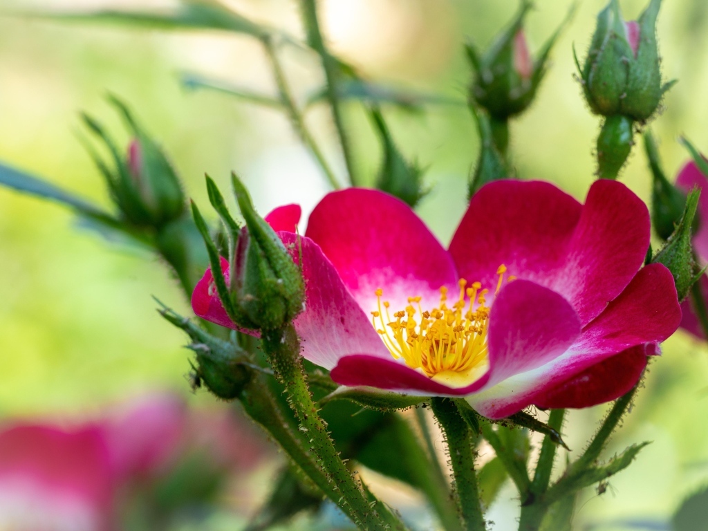 Красная бордюрная роза с бутонами