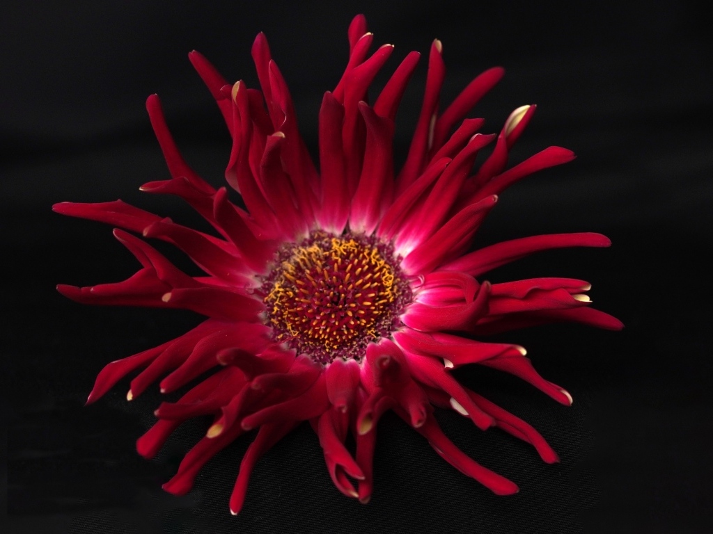 Красный цветок георгина с острыми лепестками на черном фоне