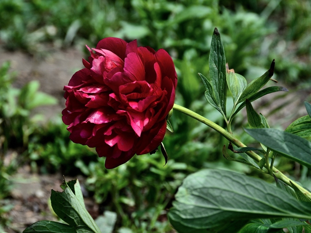 Красный пион с зелеными листьями на клумбе