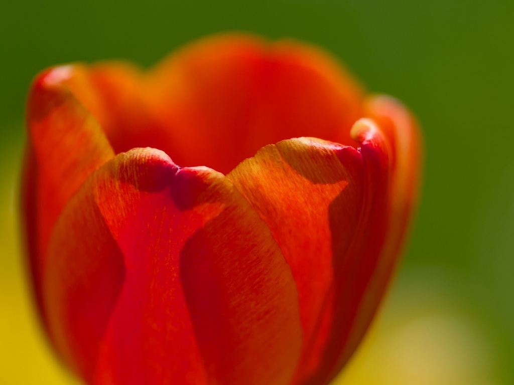 Красные лепестки тюльпана в макро съемке