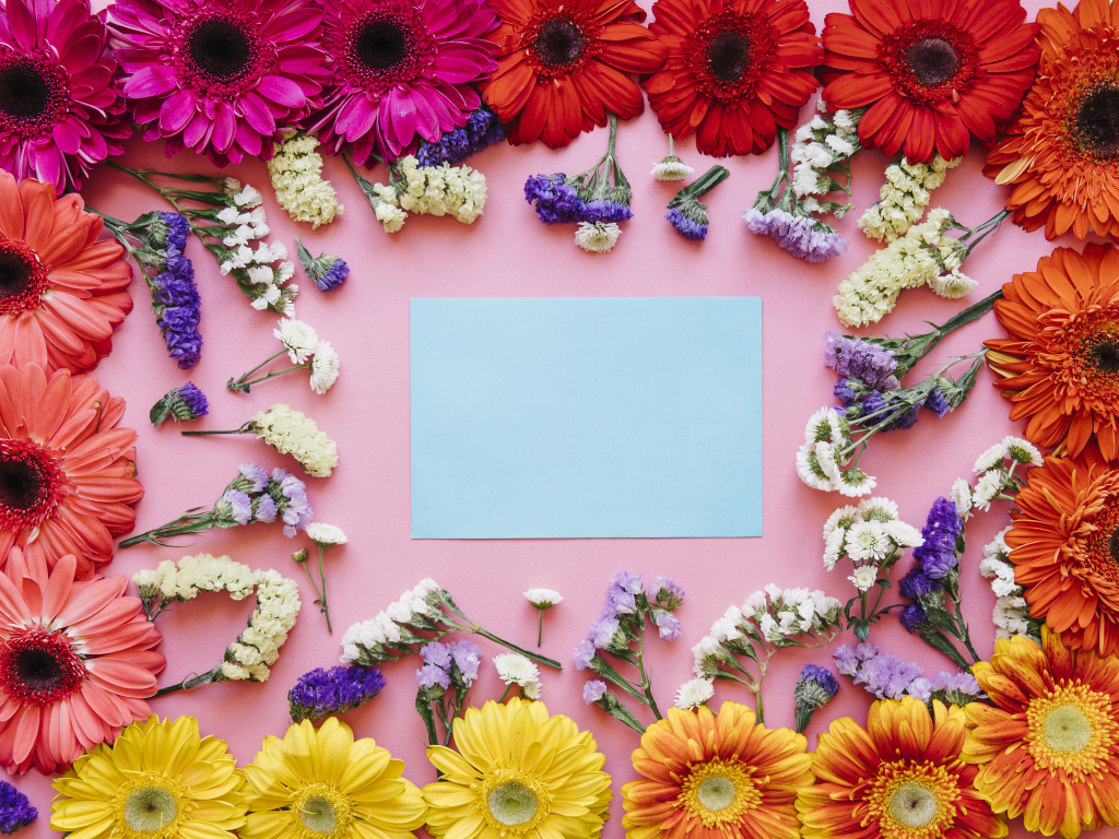 Лист бумаги и герберы на розовом фоне, шаблон