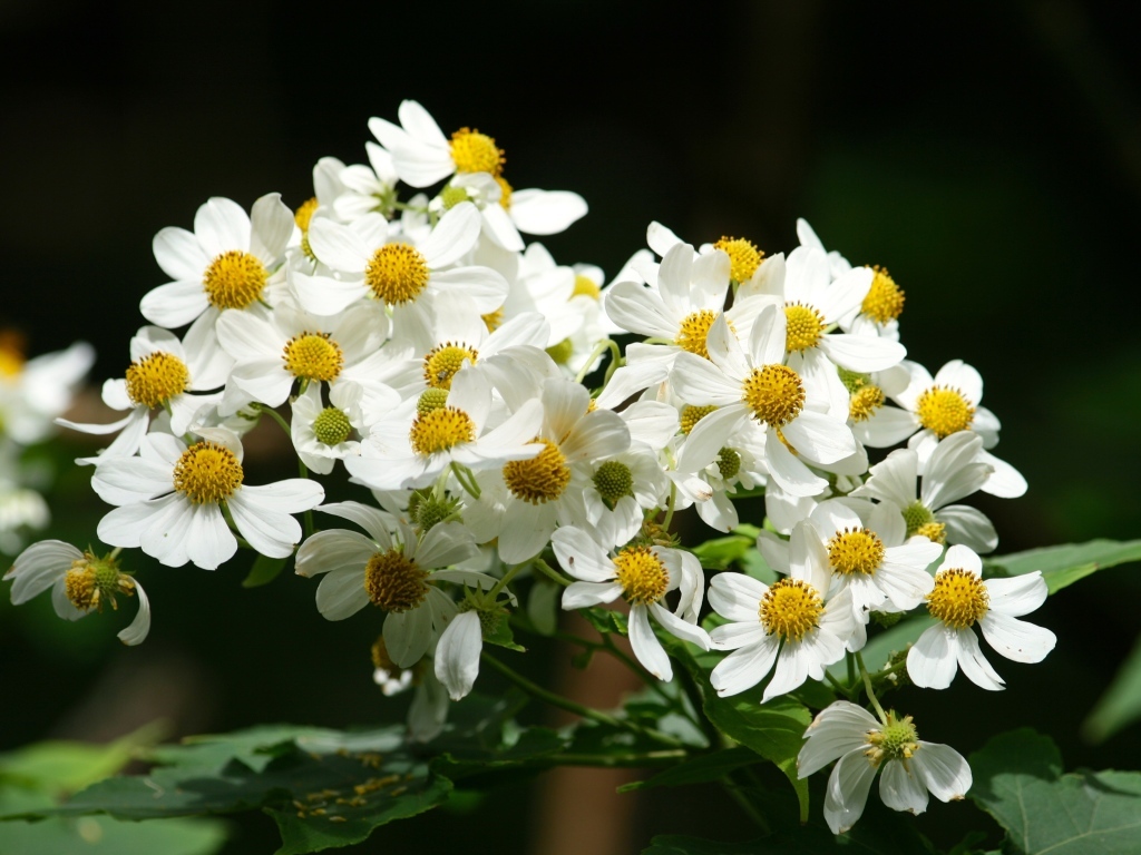 Мелкие белые цветы крупным планом