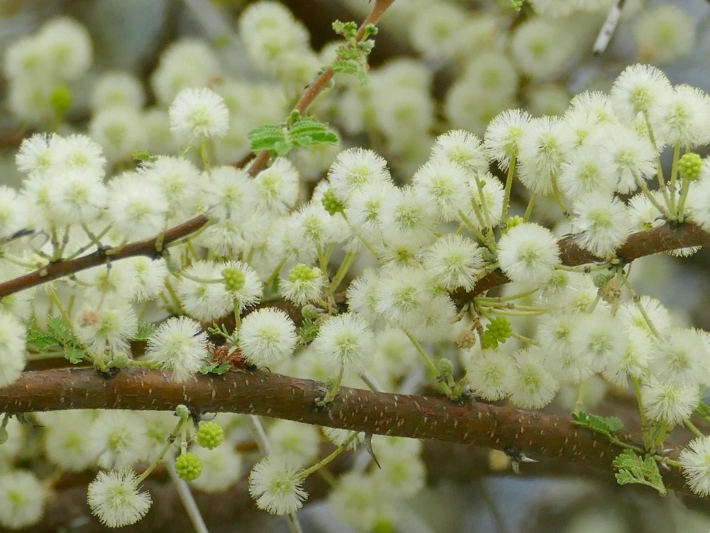 Весенние пушистые цветы на ветках дерева 