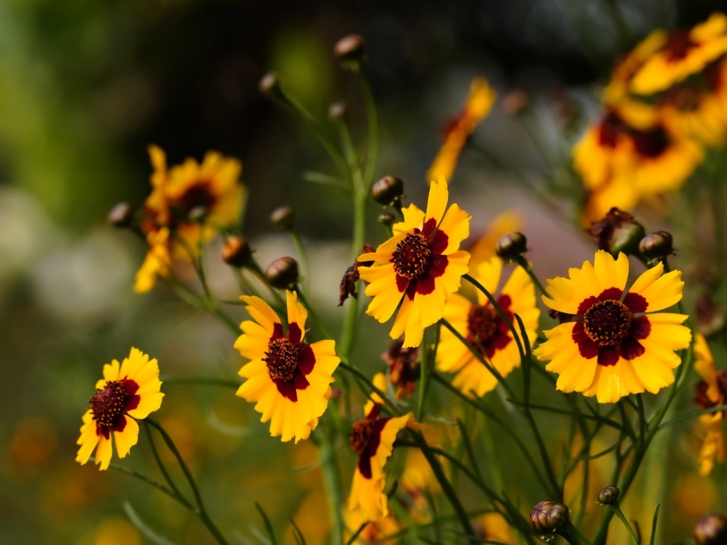 Летние маленькие красивые полевые цветы