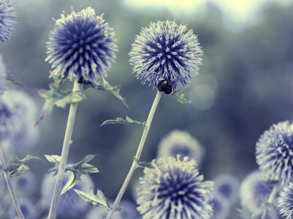 Цветы чертополох-мордовник крупным планом